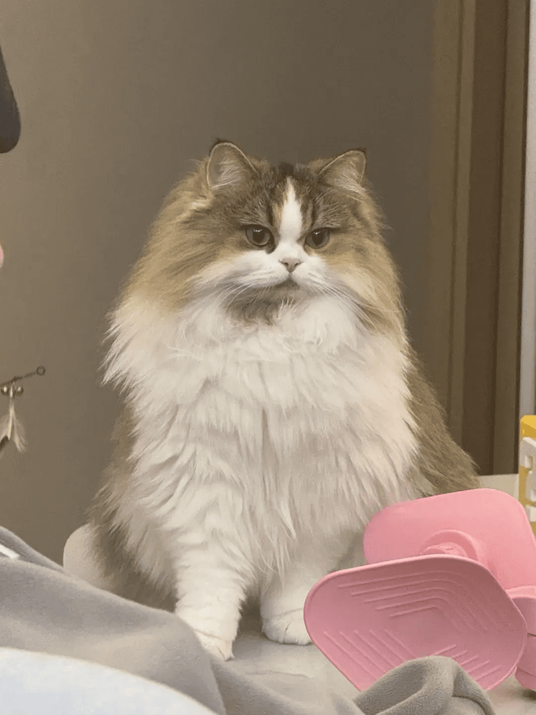 Fluffy Grumpy Cat Portrait